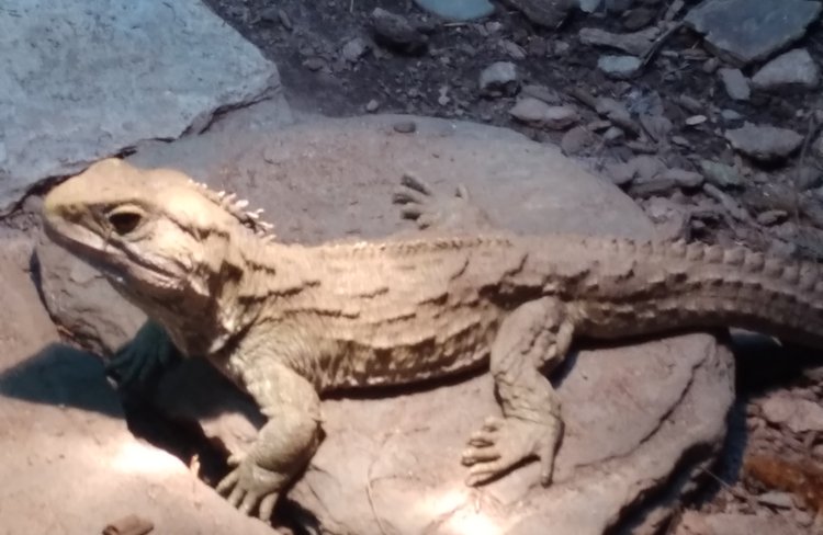 See our prehistoric Tuatara