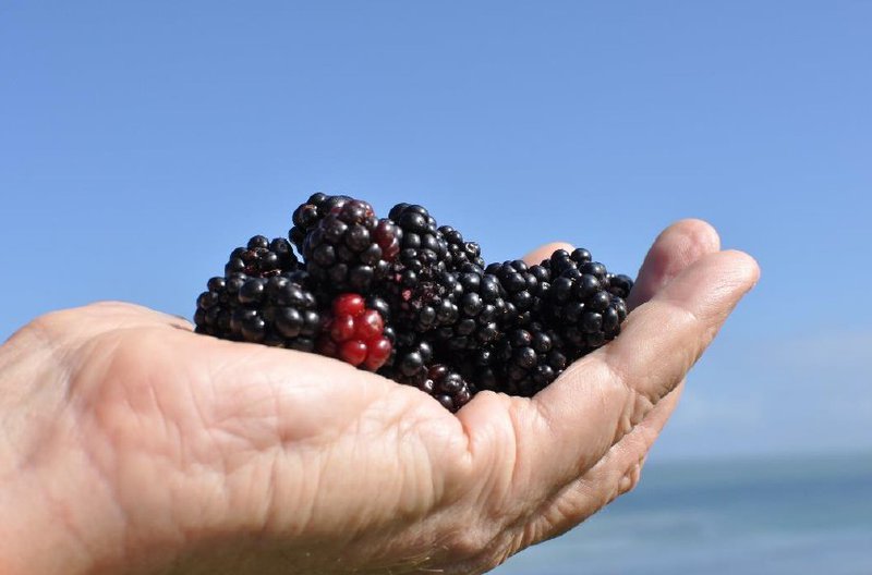 Blog blueberries.jpg