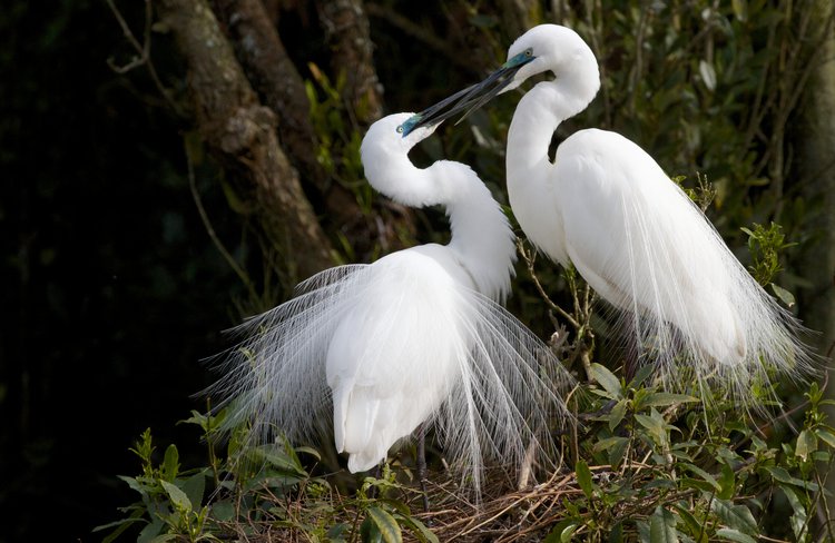 Courting White Herons, Whataroa NZ.jpg