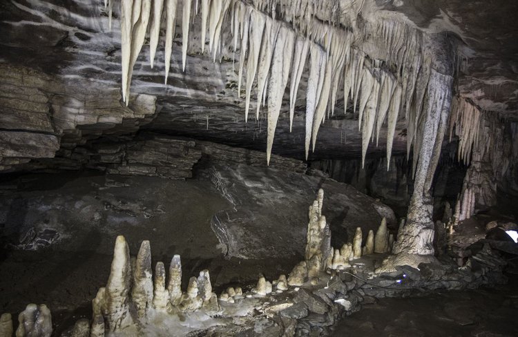 Gloworm Cave Tour