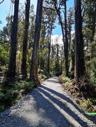 Haast walk3.jpg