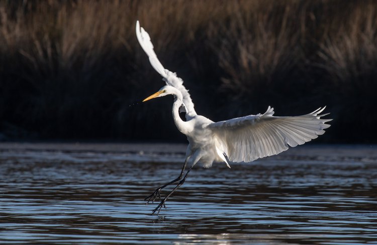 Heron landing2.jpg
