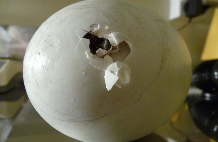 Kiwi hatching egg