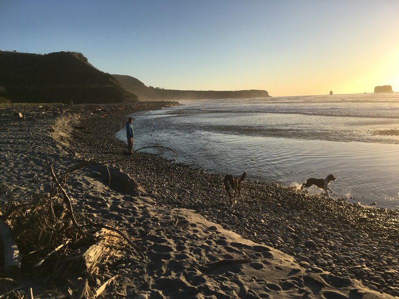 Layla - beach and dogs.jpeg