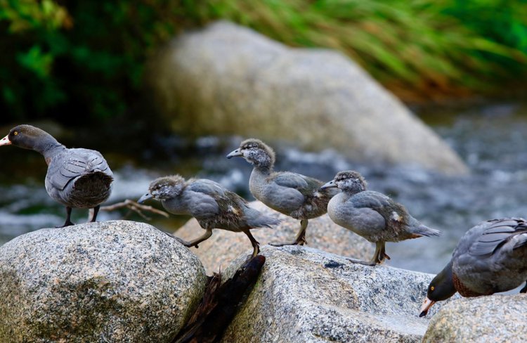 Oparara Ducks