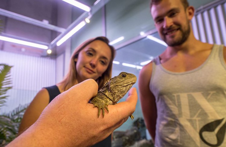 Tuatara - West Coast Wildlife Centre