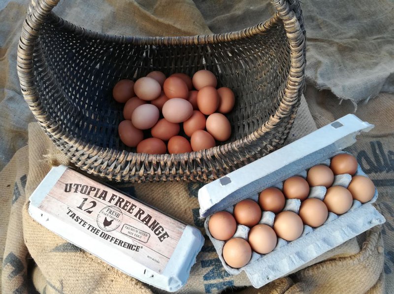 Utopia eggs.JPG
