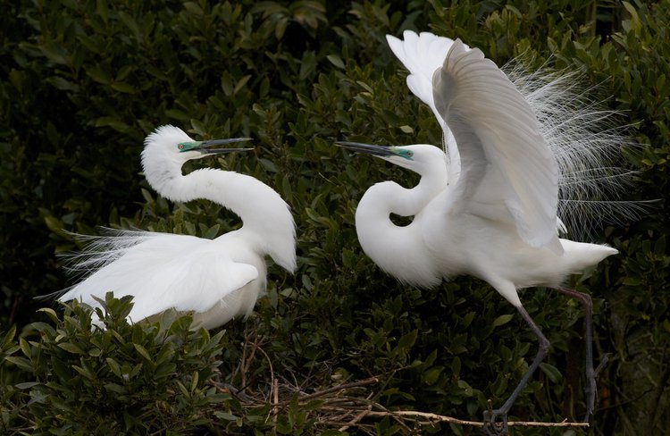 White Herons courting, Whataroa.jpg