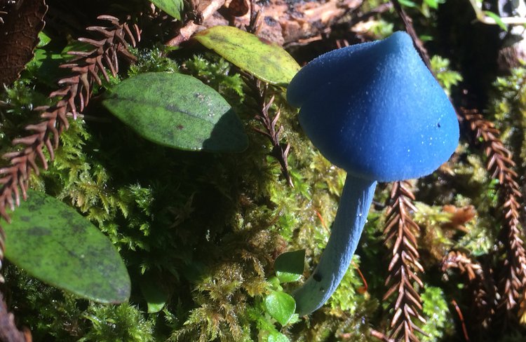 Blue Enteloma Hochstetter