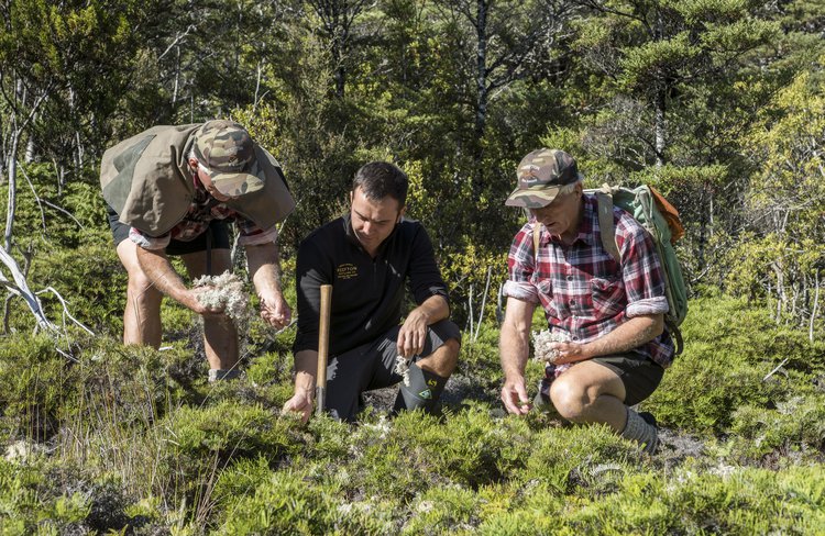Foraging for native botanicals