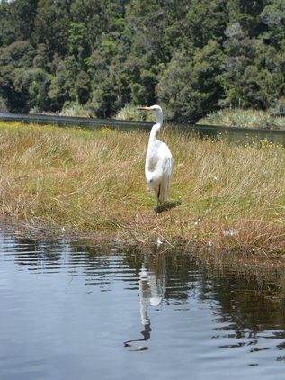 Friendly and rare white herons