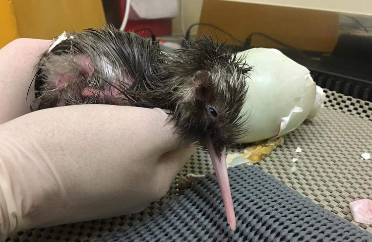 A rowi kiwi chick that has just hatched.Check out the VIP Backstage Pass - a 40 minute fully guided tour that includes unlimited entry for 24 hours into the indoor attraction.