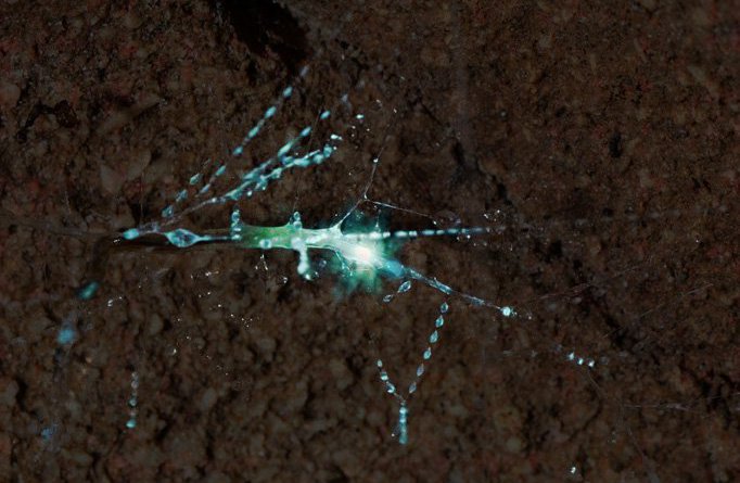 Gloworm cave tour