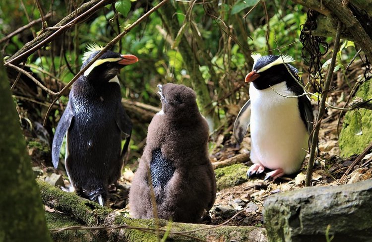 Tawaki Penguins