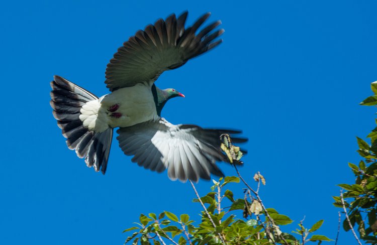 NZ Kereru (wood pigeon).
