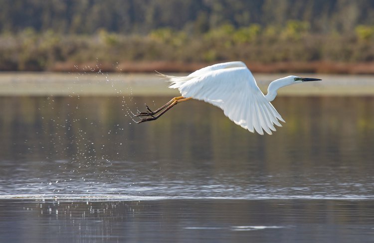 kotuku in flight.jpg