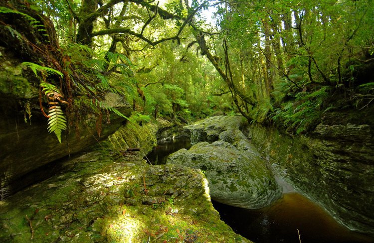 Oparara Wilderness
