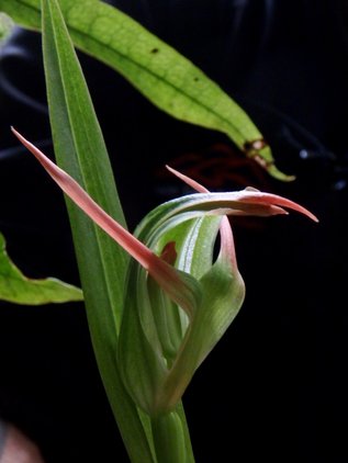 Native orchid on our Lake Matheson Eco Tour