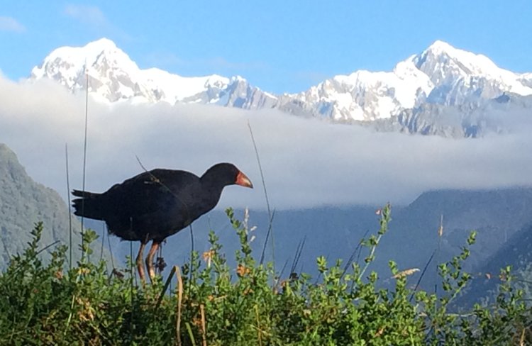 Pukeko (swamp hen) and mountains at Lake Matheson