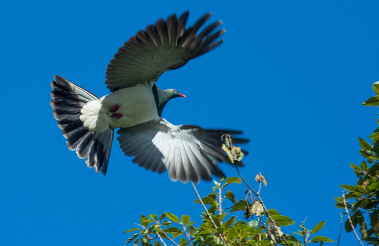 Native kereru (woodpigeon)