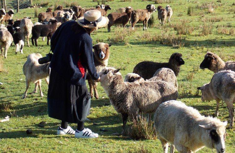 Feed the sheep.