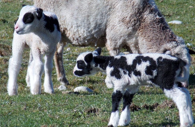 Arapawa lambs