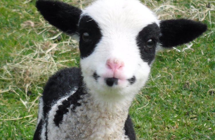 Lambs arrive from July.