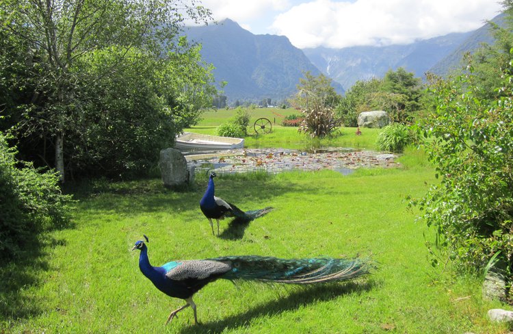 Peacocks roam the grounds