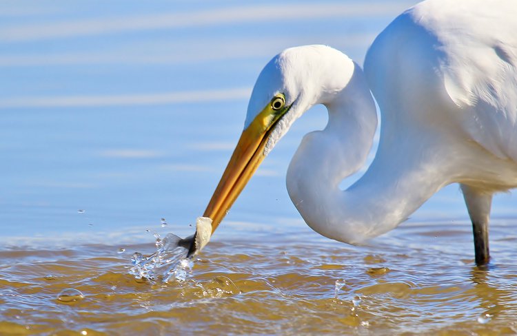 A kotuku catching its meal.