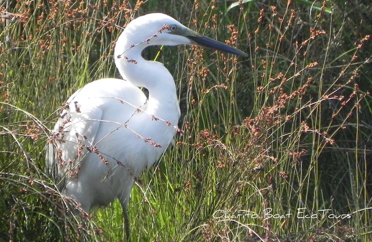 A "kotuku" resting in the reeds.