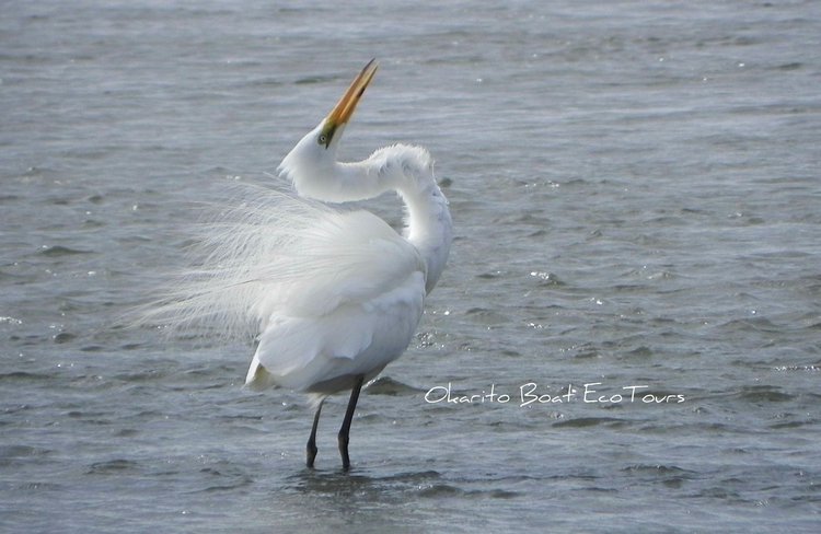 Kotuku - Great White Herons.