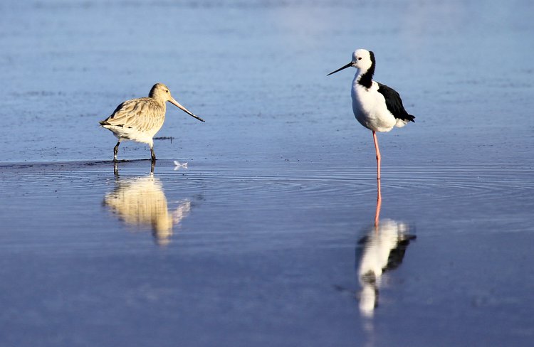 The long distance godwit visits from Alaska & Siberia, alongside a stilt.