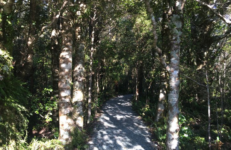 A walking track in Milford Sound.