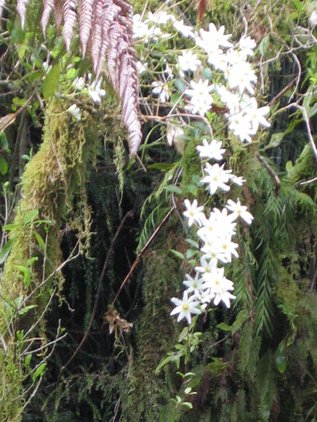 New Zealand Clematis along the track to the Nile River Suspension Bridge