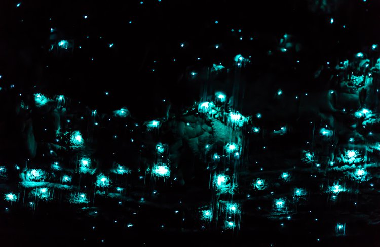 Sparkling glowworms
