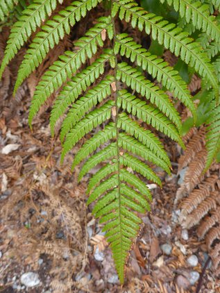 Native Bush