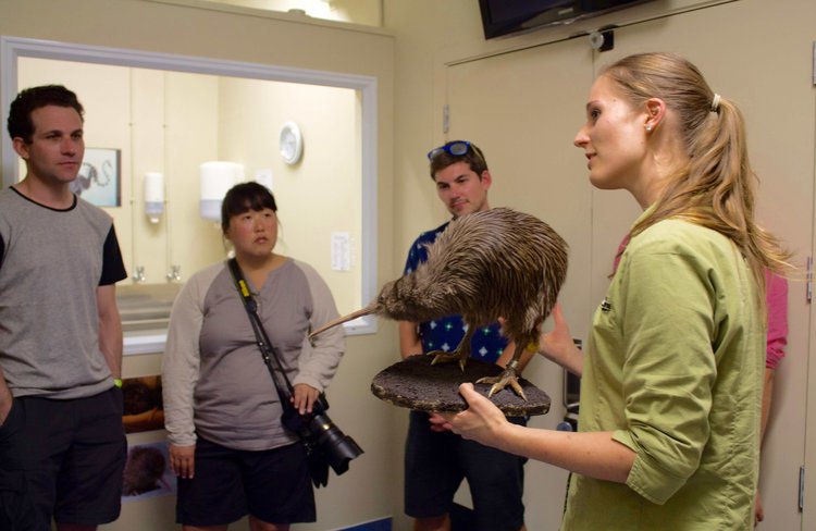 Meet our Kiwi Rangers and learn about what is involved in hatching the world's rarest kiwi!