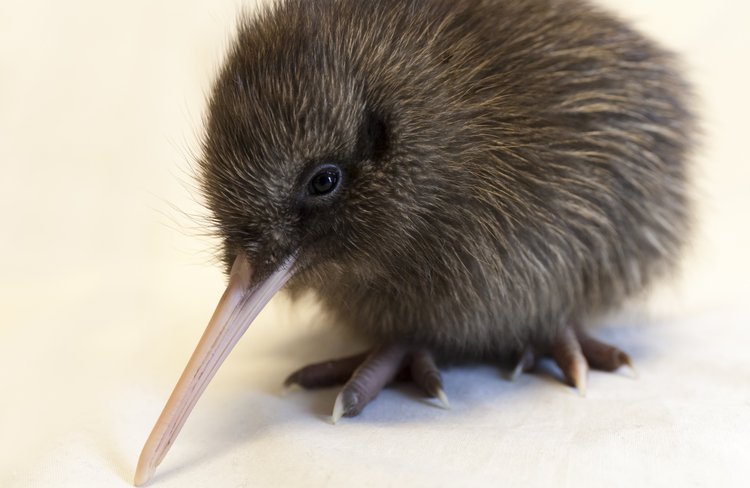 Come and meet Swifty and sponsor a Kiwi chick - make a difference for future generations !