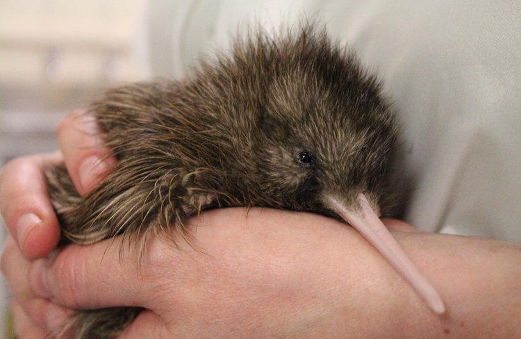 Get up close and personal with our beautiful kiwi !