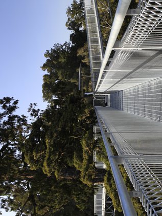 West Coast Tree Top Walk