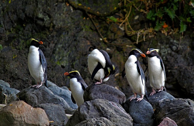 One of New Zealand's great wildlife experiences is watching penguins on wilderness beaches.