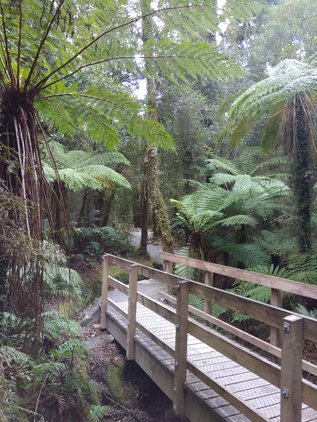 Rainforest