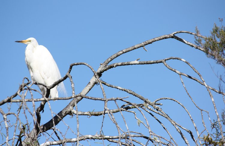 Kotuku (white heron) at Okarito Lagoon.