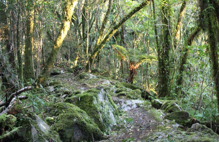 Beautiful forest on our Fox Glacier Eco Tour