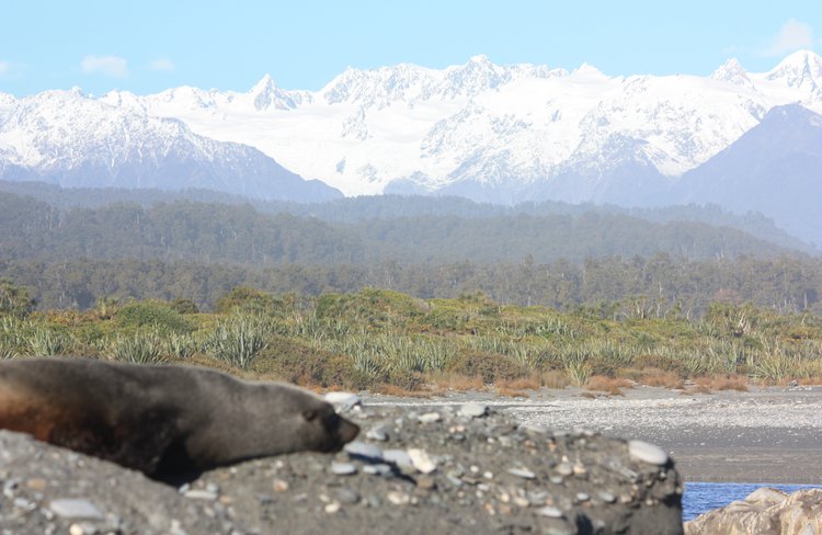 Seal & Mt Cook & Mt Tasman in background, 3 mile lagoon Okarito