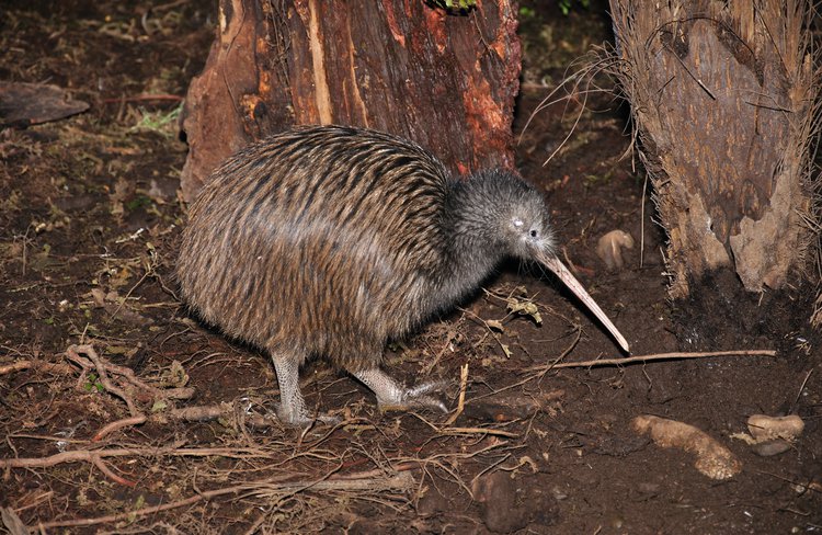 Meet our beautiful North Island Brown Kiwi