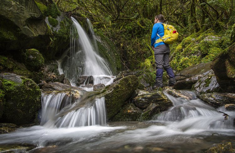 Creeks & Bush - this track has it all - Franz Josef Full Day tour with Glacier Valley Eco Tours