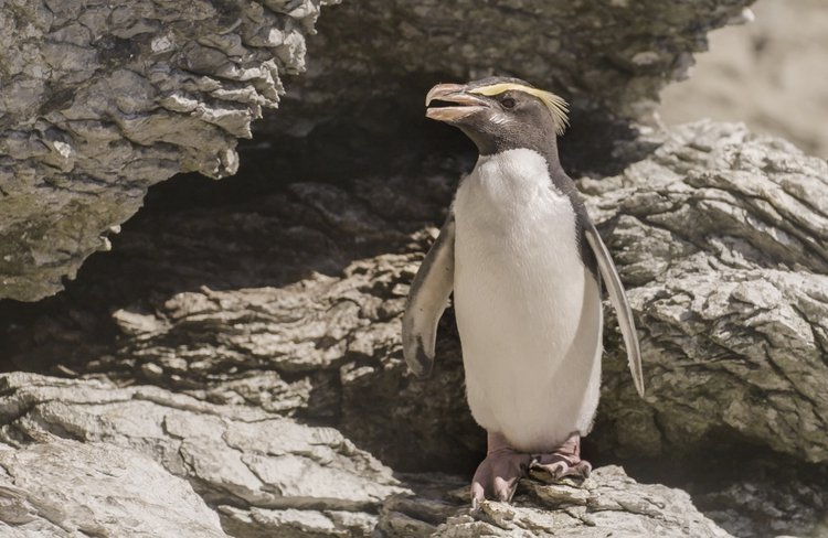 Haast, West Coast. New Zealand's last frontier of flora, fauna and wildlife of Open Bay Islands